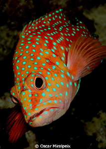 coral grouper by Oscar Miralpeix 